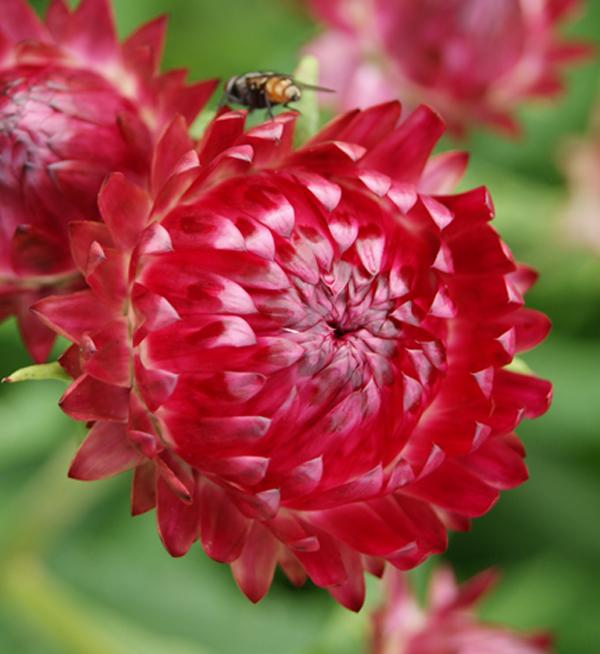 Helichrysum bracteatum Bright Rose