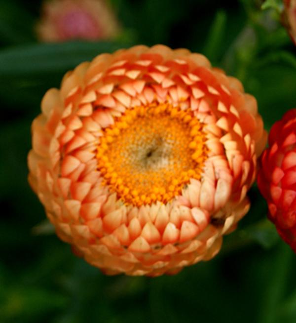 Helichrysum bracteatum Salmon Rose