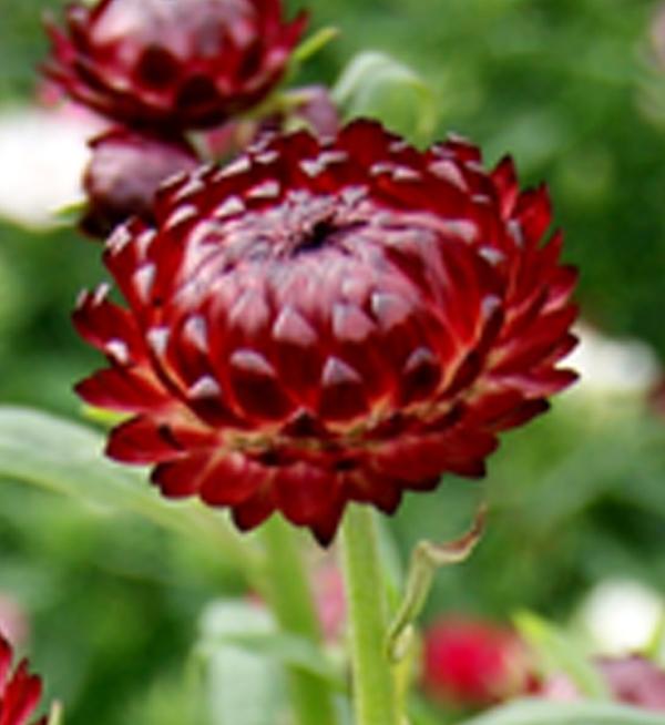 Helichrysum bracteatum Scarlet