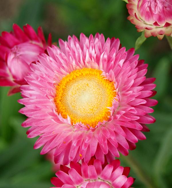 Helichrysum bracteatum Silvery Rose