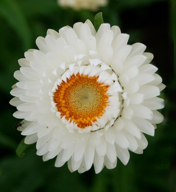 Helichrysum bracteatum White