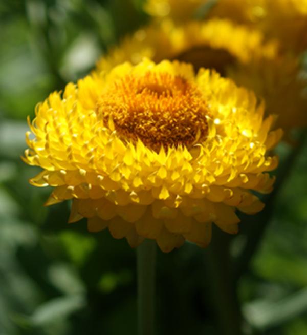 Helichrysum bracteatum Golden Yellow