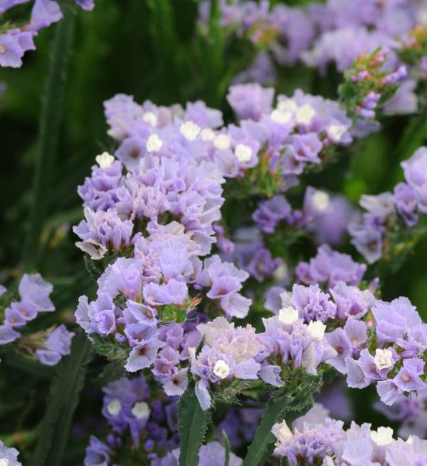 Limonium sinuatum Qis® Lavender