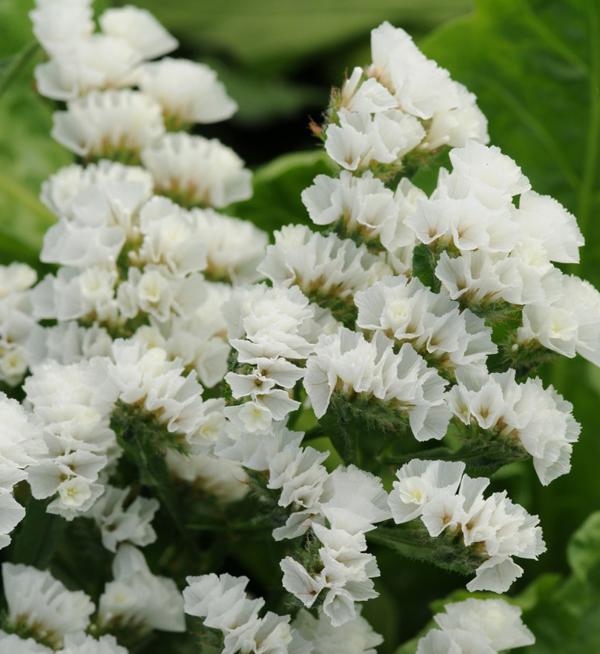 Limonium sinuatum Qis® White