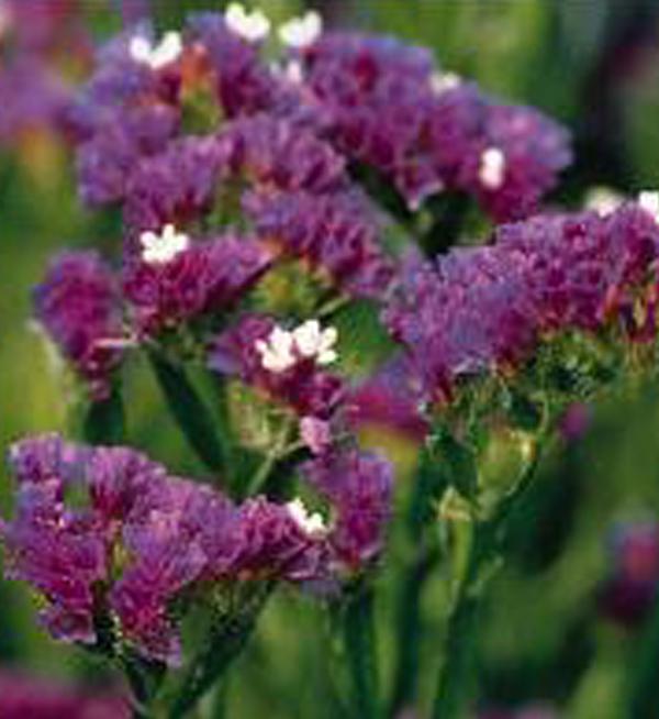 Limonium sinuatum Qis® Dark blue