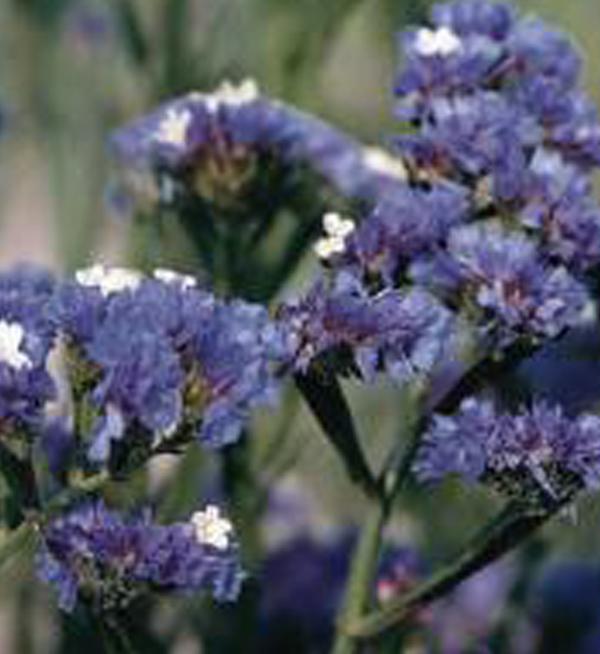 Limonium sinuatum Qis® Pale blue