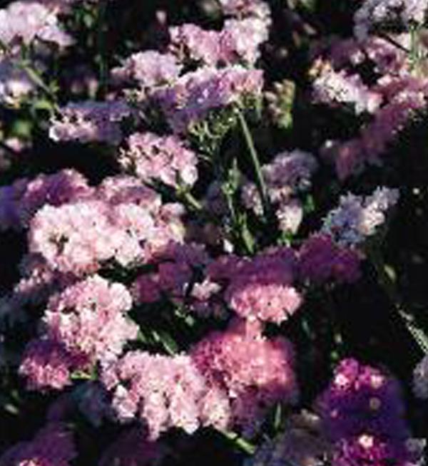 Limonium sinuatum Qis® Soft pastel shades