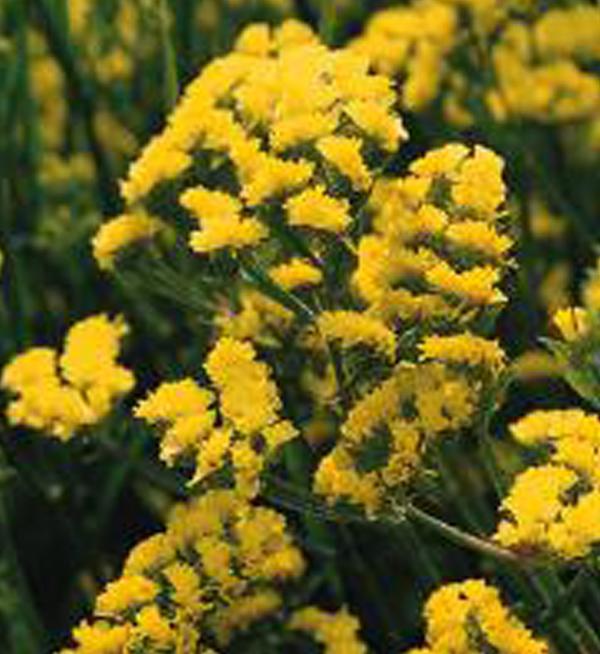 Limonium sinuatum Qis® Yellow