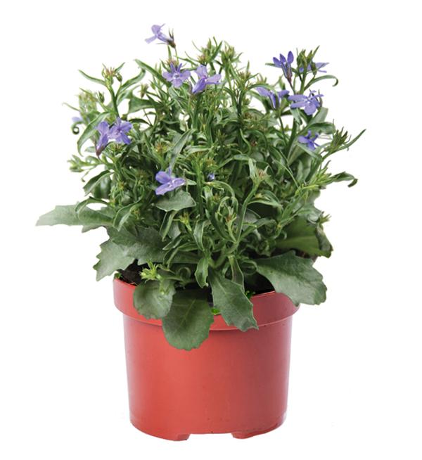 Lobelia erinus Blue Jeans