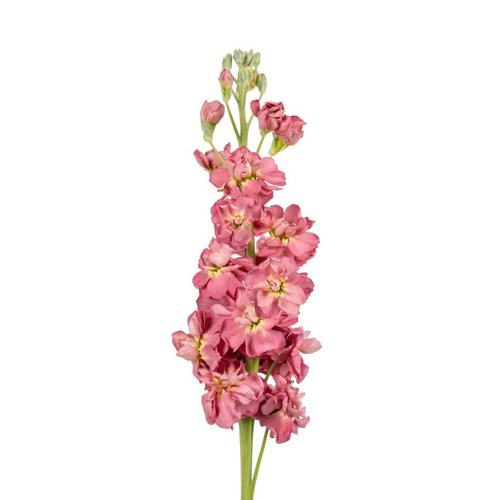 Coselja Antique Rose 