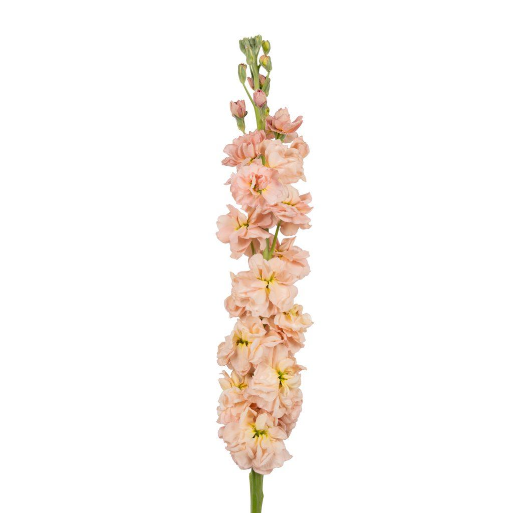 Coselja Apricot 