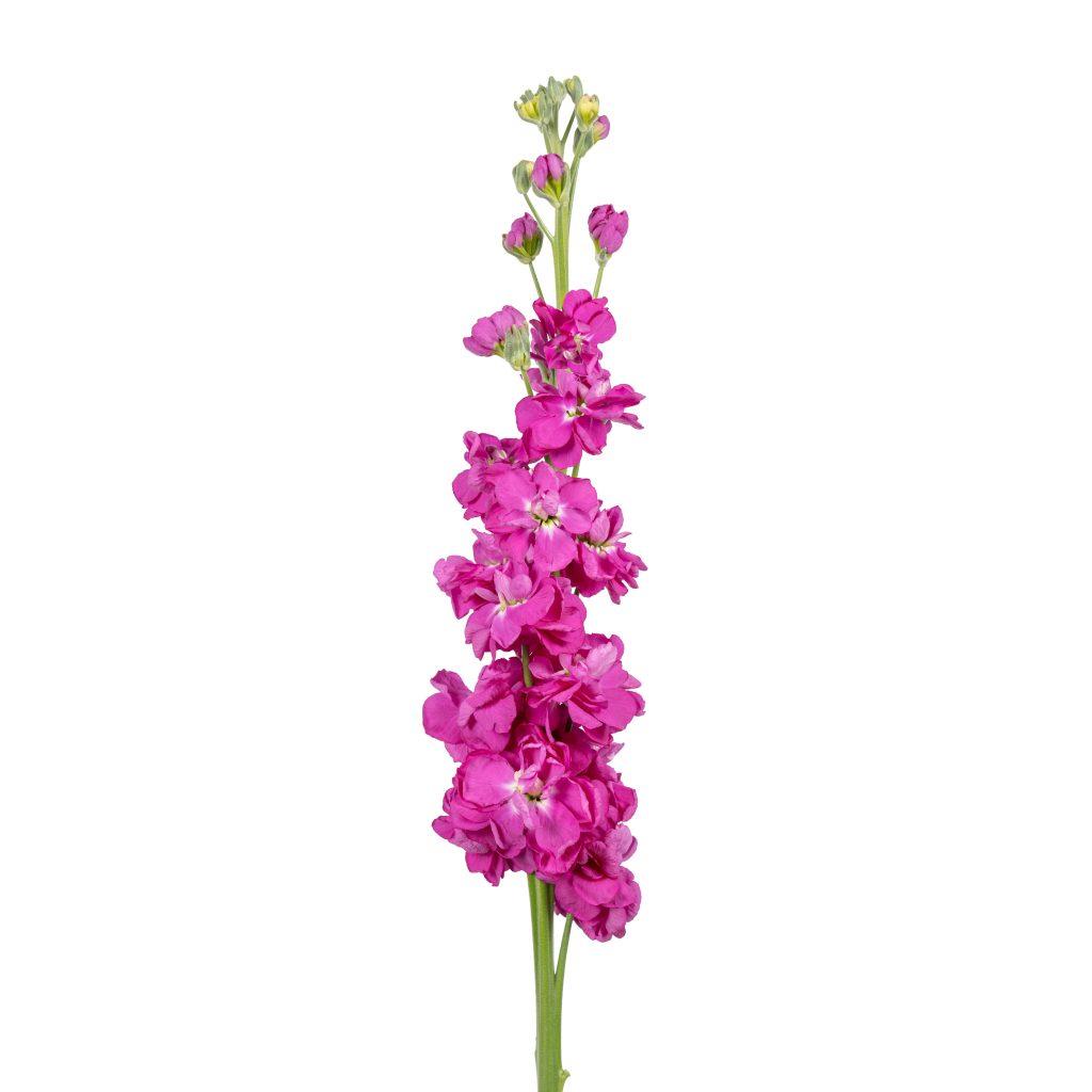 Coselja Deep-Rose 