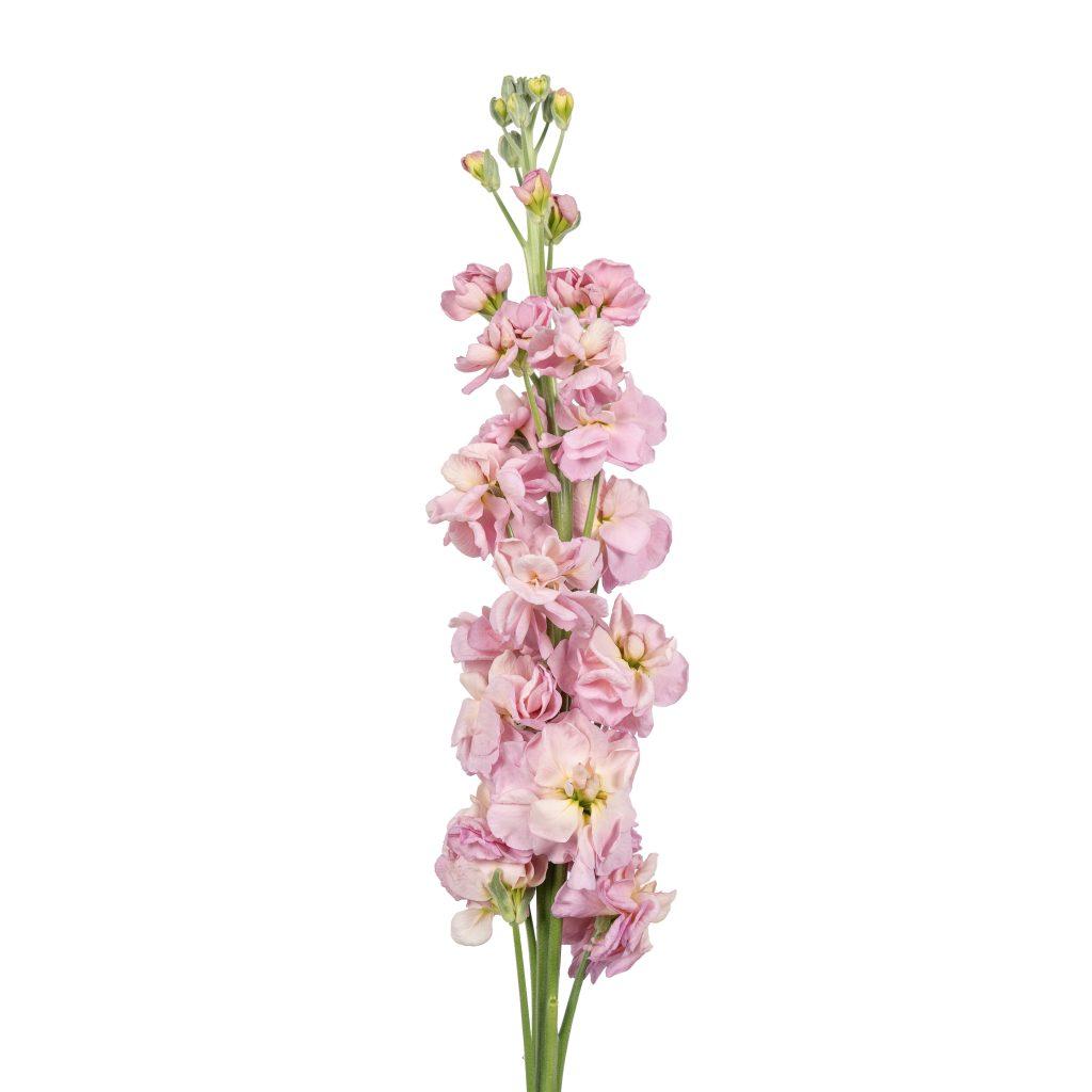 Matthiola incana Coselja Rose