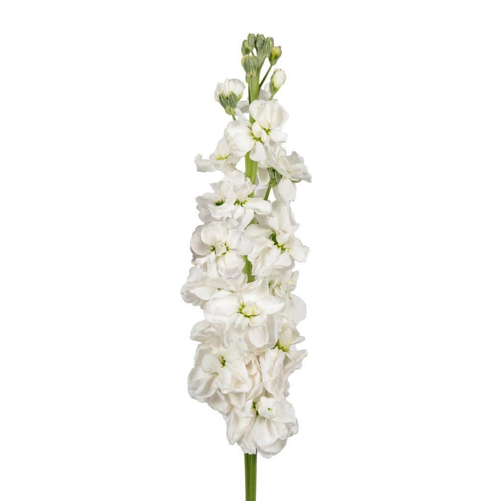 Coselja White 