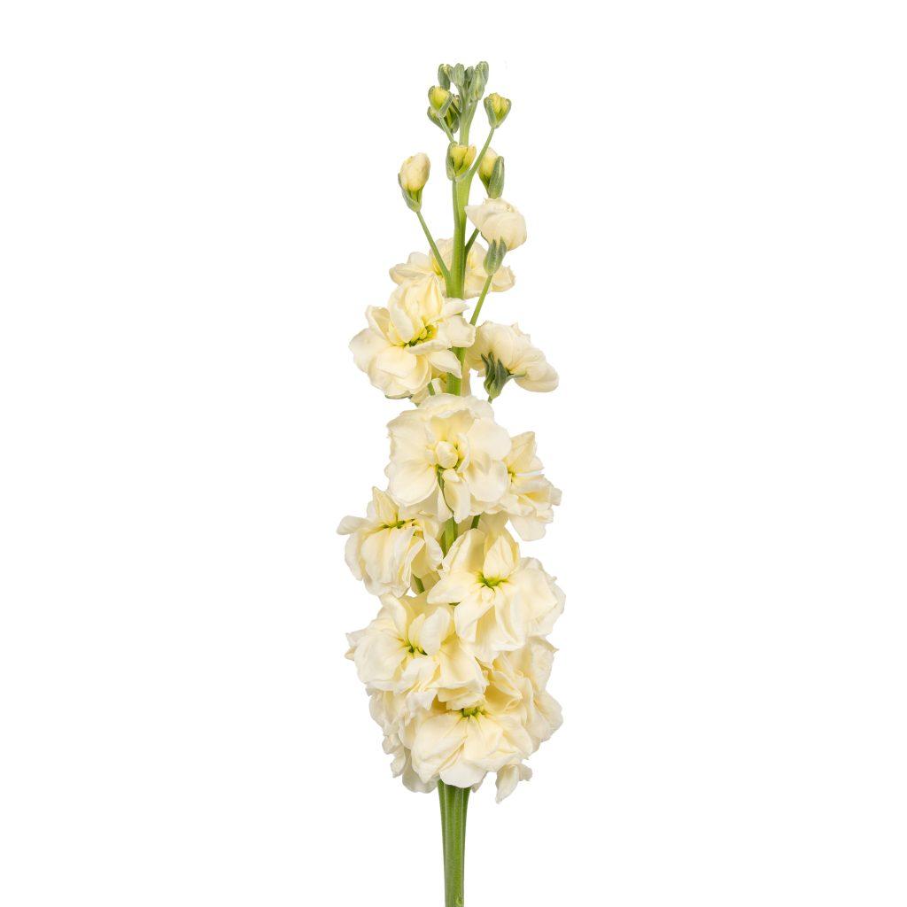 Matthiola incana Coselja Yellow