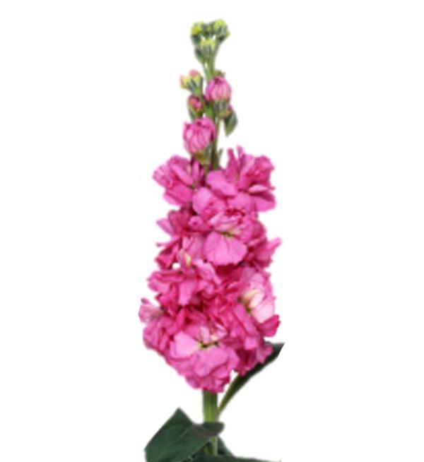 Matthiola incana Iron Rose Pink