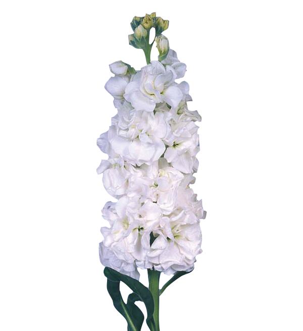 Matthiola incana Iron White