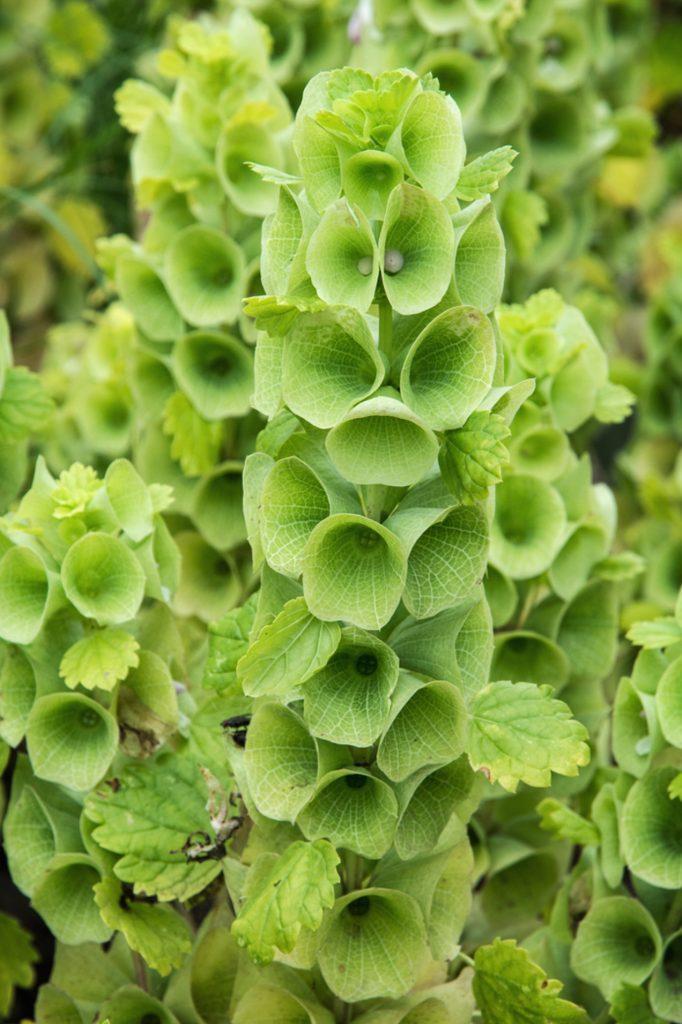 Moluccella laevis Bells of Ireland