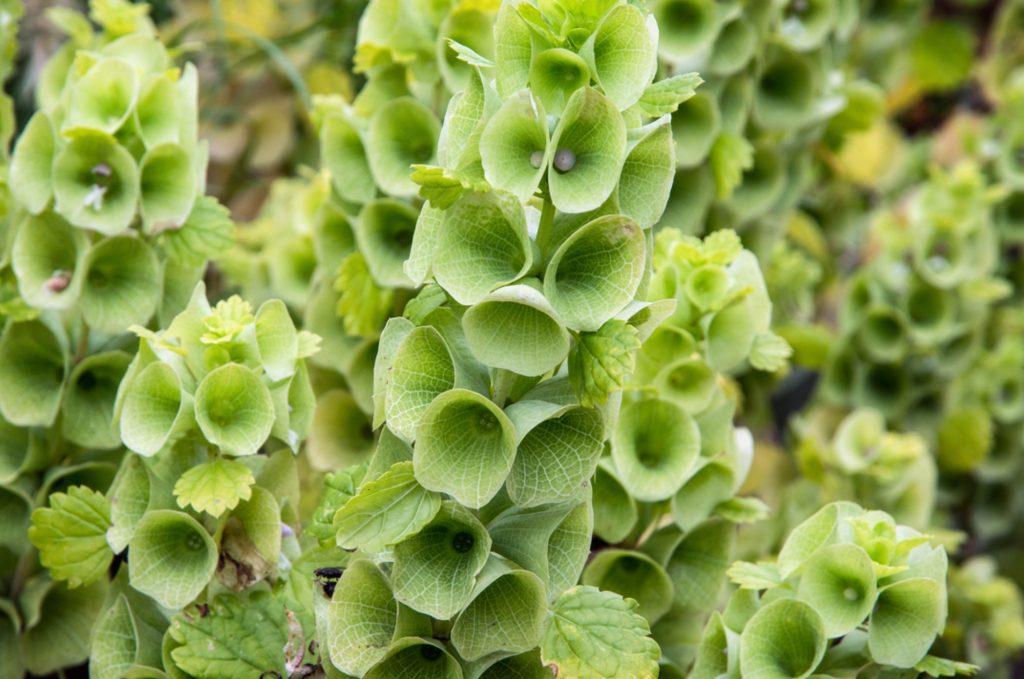 Moluccella laevis Bells of Ireland