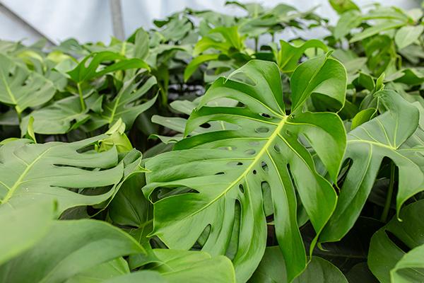 Een goede start met Monstera zaden en jonge planten van Evanthia