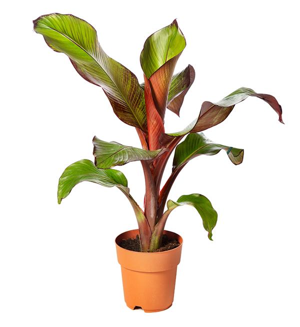 Ensete ventricosum 'Maurelii'