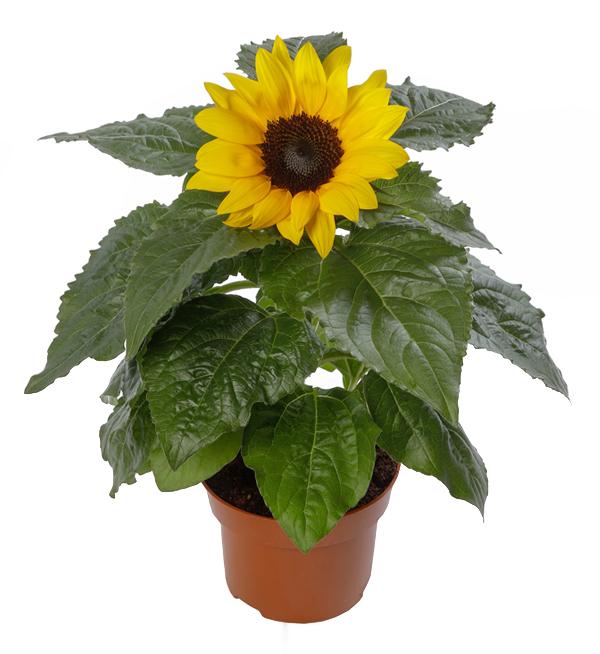 Helianthus annuus F1 Sunsation® Yellow