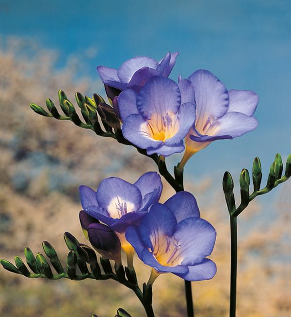 Freesia hybrida Royal Crown Blue