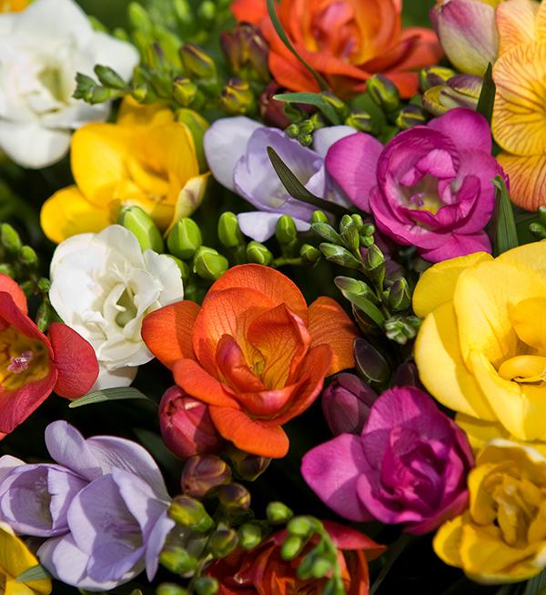 Freesia hybrida Royal Crown Mix