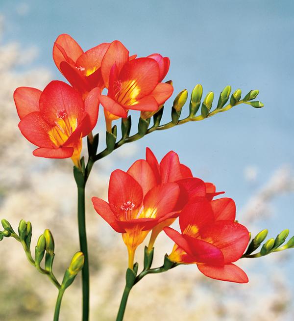 Freesia hybrida Royal Crown Red