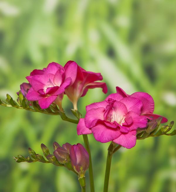 Freesia hybrida Royal Crown Rose