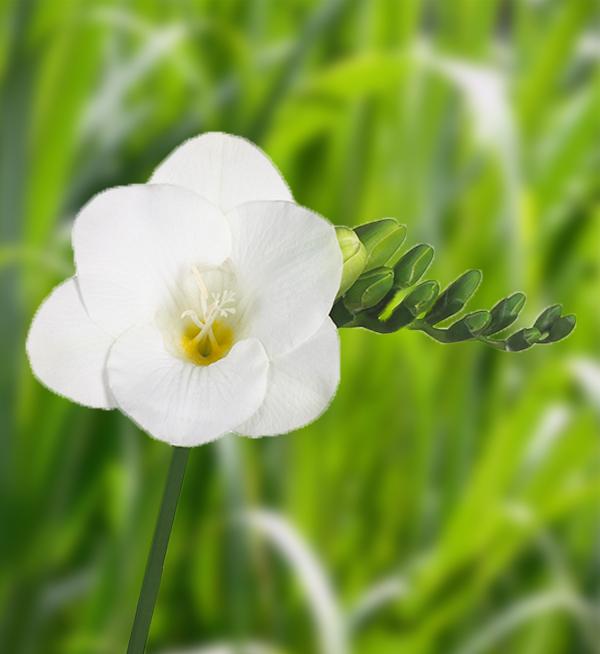 Freesia hybrida Royal Crown White