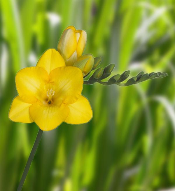 Freesia hybrida Royal Crown Yellow