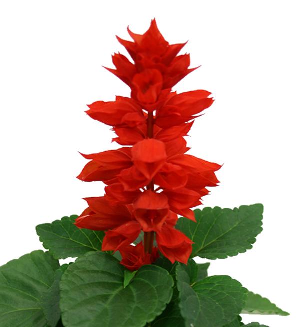 Salvia splendens Matches Red