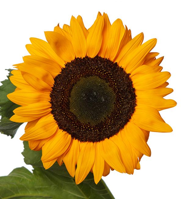 Helianthus annuus F1 Solano® Deep Orange