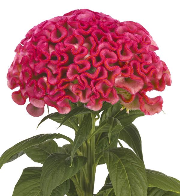 Celosia argentea cristata Unlimited Coral
