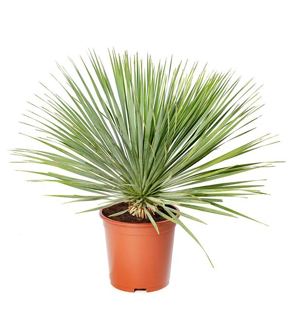 Yucca rostrata