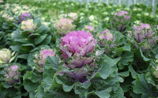 The cold is in the air again – time for Brassica Empire