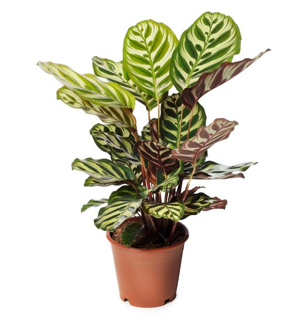 Calathea makoyana