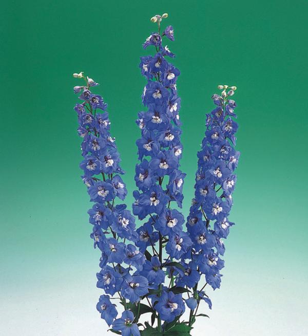 Delphinium elatum Aurora Blue