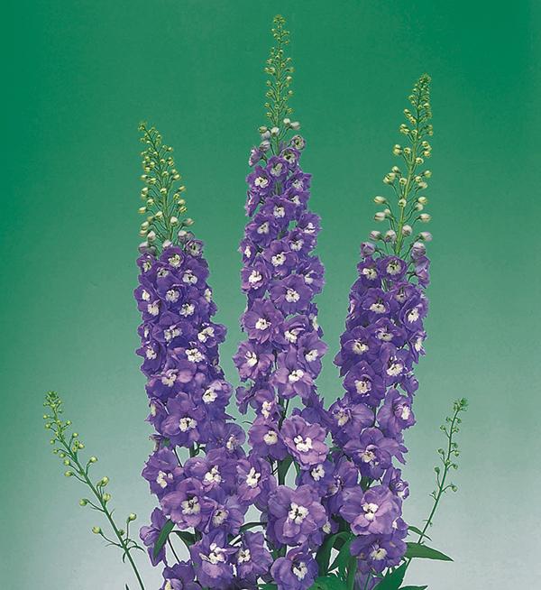 Delphinium elatum Aurora Light Purple