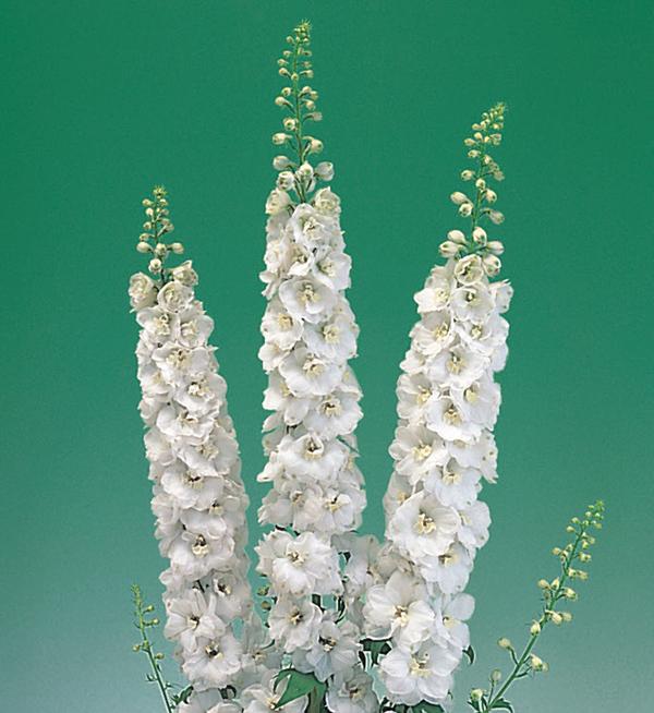 Delphinium elatum Aurora White