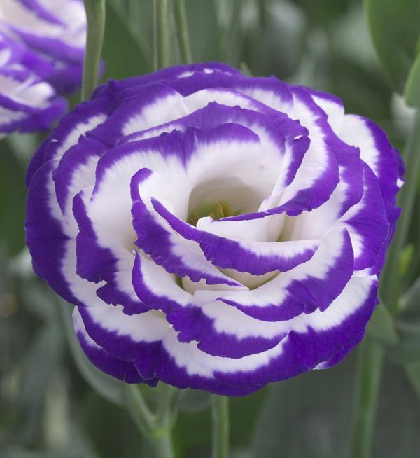 Eustoma grandiflorum F1 Croma Blue Picotee Imp. III