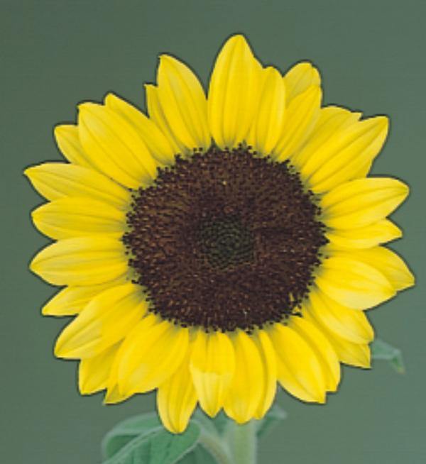 Helianthus annuus F1 Full Sun Improved 5-6