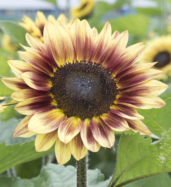 Helianthus annuus Marley