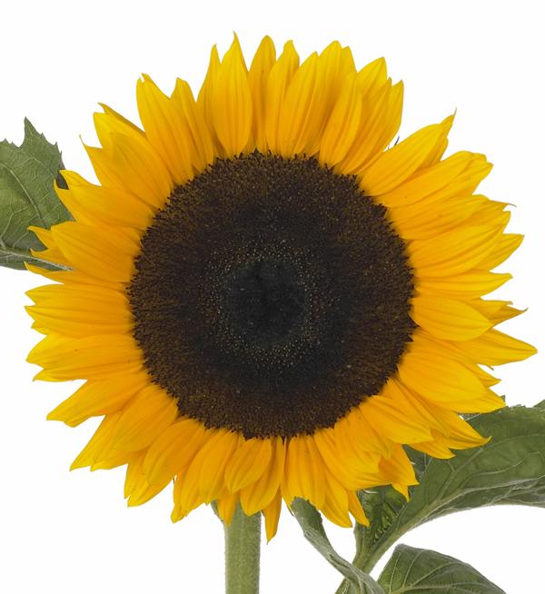 Helianthus annuus F1 Premier Orange 4-5