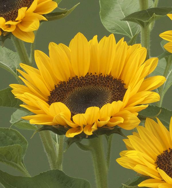 Helianthus annuus F1 Premier UP Orange