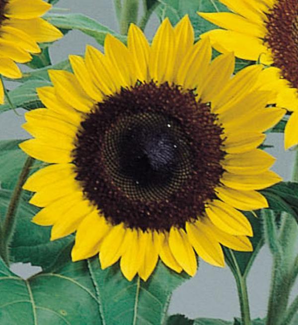 Helianthus annuus F1 Sunrich Lemon