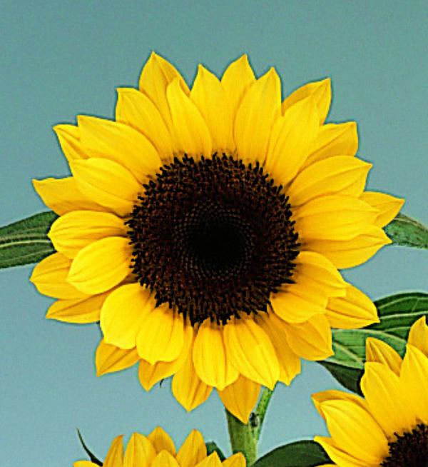 Helianthus annuus F1 Sunrich Lemon Summer