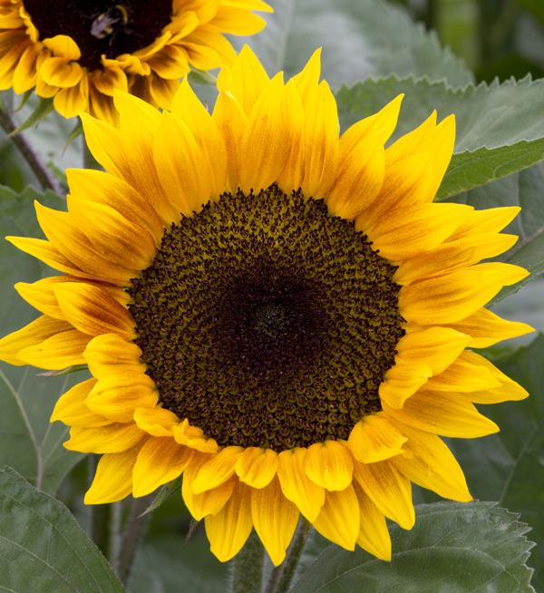 Helianthus annuus F1 Ziggy