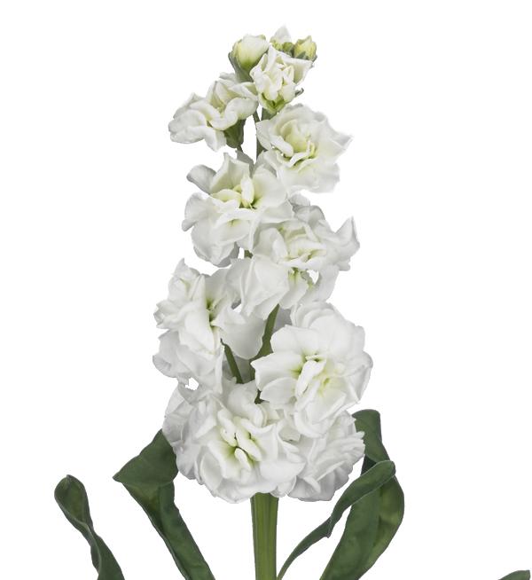 Matthiola incana Arrow White